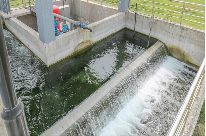 污水凈化后可養魚？這家污水處理廠真牛！-